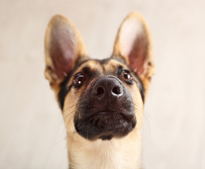 Portrait of cute dog shepherd