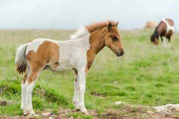 Obraz na płótnie Canvas young baby miniature pony horse