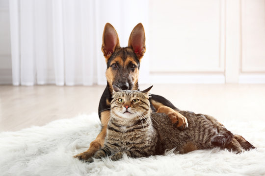 Cute Cat And Funny Dog On Carpet