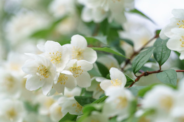 dense jasmine bush blossoming in summer day
