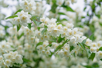 dense jasmine bush blossoming in summer day