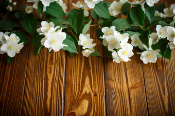 Obraz na płótnie Canvas White flowers of jasmine