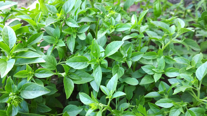 basil background