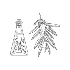Olive Oil In Glass Bottle And Branch Hand Drawn Realistic Sketch