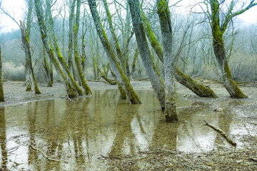 Beech forest in Villetta Barrea forest, Abruzzo, Italy
