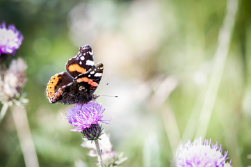Papillon dans les champs