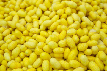 closeup silkworm cocoon yellow for textiles handmade. select focus