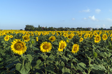 Natural beautiful sunflowers in the field