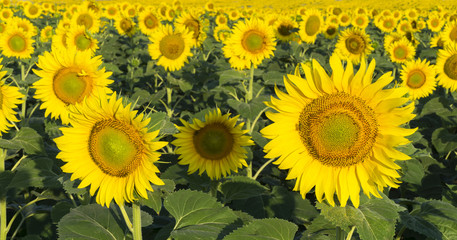 Fototapeta na wymiar Natural beautiful sunflowers in the field