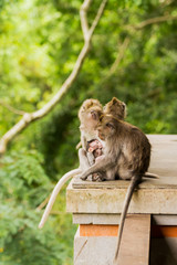 Sleeping monkeys. Family dozing. Monkey forest in Ubud, Bali, Indonesia.