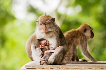 Sleeping monkeys. Monkey forest in Ubud, Bali, Indonesia.