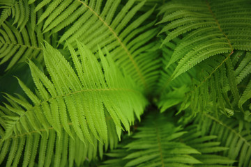 Green fern, macro view