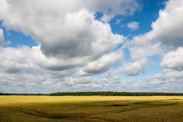 Summer Landscape with Wheat Field and Clouds