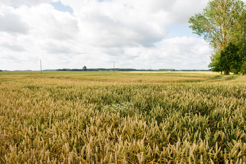 Summer Landscape with Wheat Field and Clouds