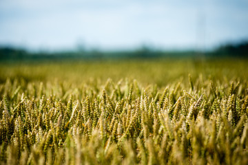 Summer Landscape with Wheat Field and Clouds