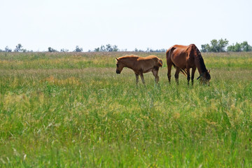 Little foal and mare grazing in field