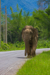 elephant on the road