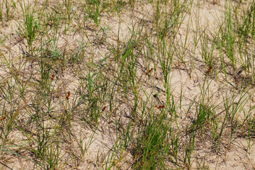 Green grass growing on sand