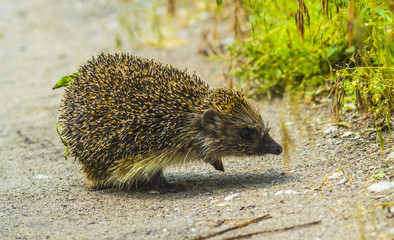 Hedgehog. Young hedgehog in natural. Curious hedgehog walks in t