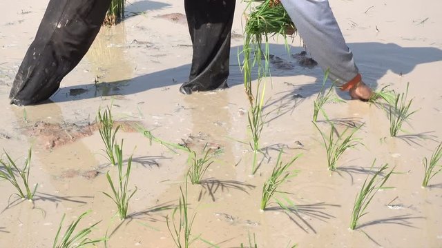 Farmer grow up rice in field