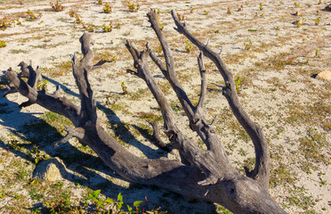 Dry tree on the shore of a lake