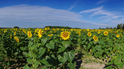 Fototapeta na wymiar Sonnenblumenfeld- sunflowers field in summer
