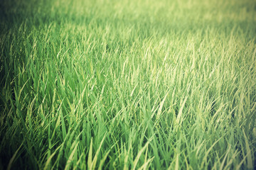 Close up of fresh thick grass with depth field effect. 3d illustration