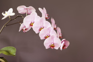 pink orchid blossom