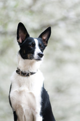 Mixed breed dog portrait