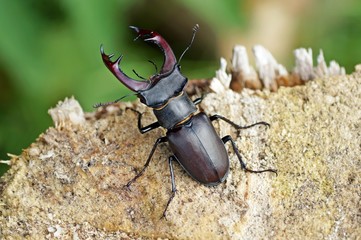 Hirschkäfer