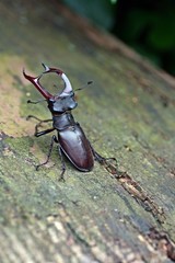 Hirschkäfer