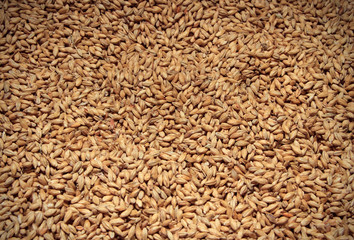 Malt background. Ingredient for beer.