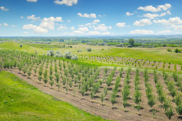 Fototapeta na wymiar orchard, agricultural land and blue cloudy sky