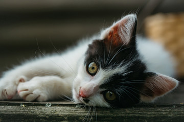 cute small kitten outdoor