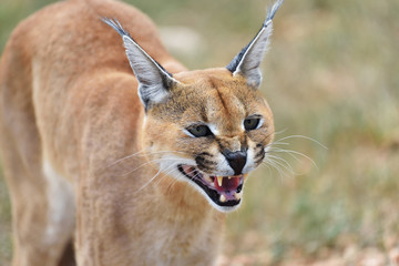 Caracal portrait in Namibia