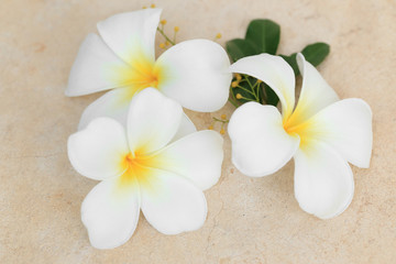 Fototapeta na wymiar White Plumeria flowers, Frangipani tropical flowers.
