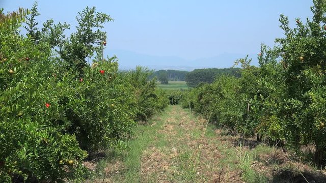 Pomegranate plantation. Olimpus mountain aria, Greece.