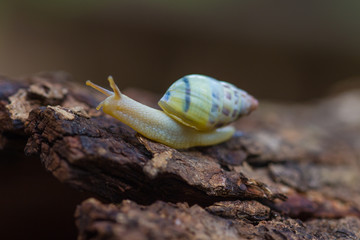 Tree snail on the trunk