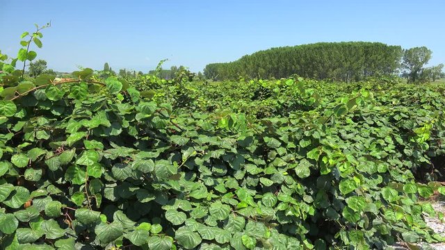 Kiwifruit vines (Actinidia deliciosa, cultivars 'Hayward') on a plantation. Olimpus mountain aria, Greece.