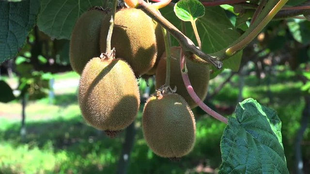 Ripe fruits on the Kiwi plantation (Actinidia deliciosa, cultivars 'Hayward'). Olimpus mountain aria, Greece.