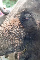 Eléphant
Eléphant d'Asie