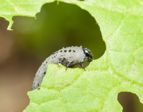 Caterpillar on green leaf,pest