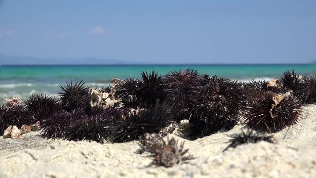 Pile of sea urchins on the Aegean shore. Chalkidiki, Greece.