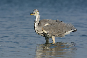Graureiher auf Nahrungssuche am See - Fischreher