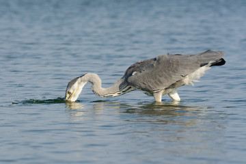Graureiher auf Nahrungssuche am See - Fischreher
