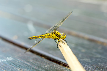 Libelle | Odonata