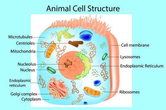 Structure of a Eukaryotic cell. Illustration of the anatomy of an animal cell.