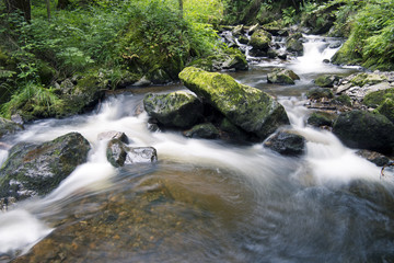 Obraz premium Schwarzwald