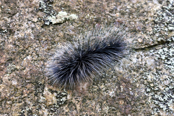 worm, hairy caterpillar