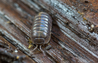 Tatu bola. (Oniscidea)